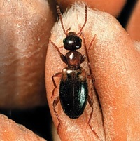 Narrow-necked harvest beetle on some grain